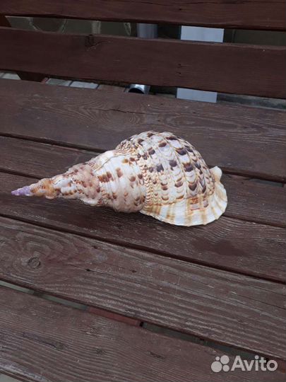 Морские ракушки