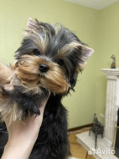 Кукольный мини мальчик йорк