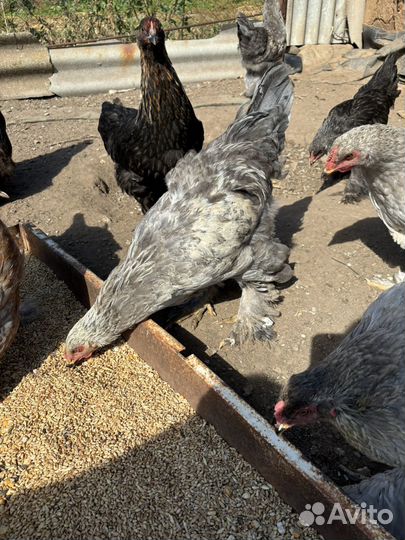 Петушки брама