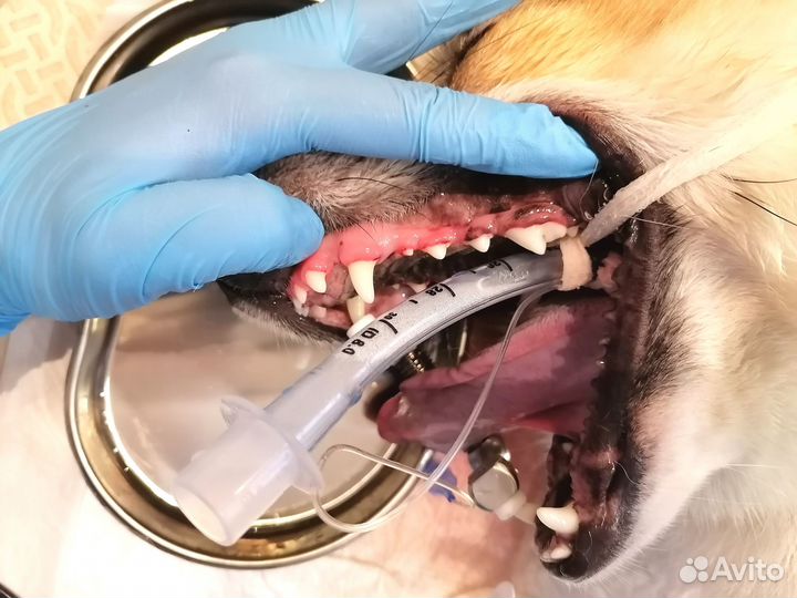Чистка зубов собакам и кошкам под наркозом