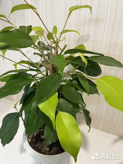 Фикус бенджамина неон