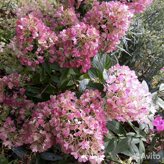 Гортензия метельчата №2
