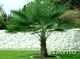 Саженцы пальмы трахикарпус