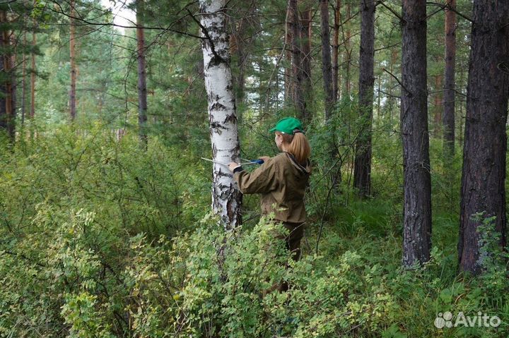 Проект освоения лесов. Лесная декларация, отчеты