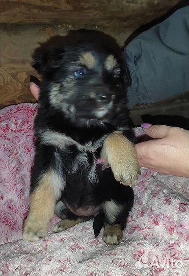 Щенки Крашской овчарки