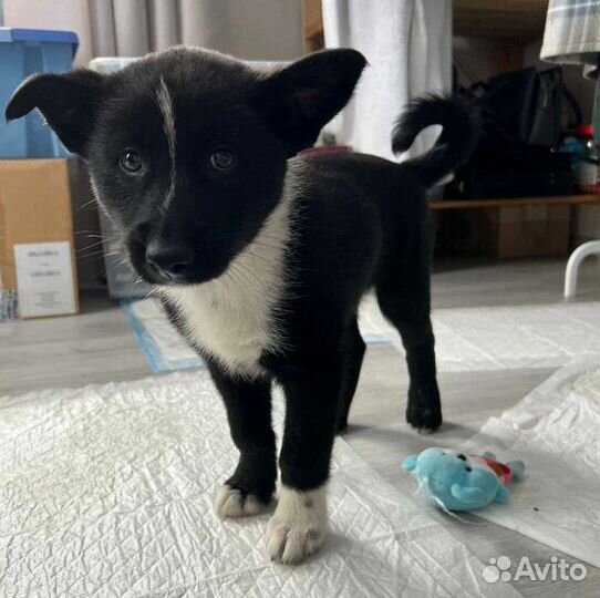 Щенок в добрые руки