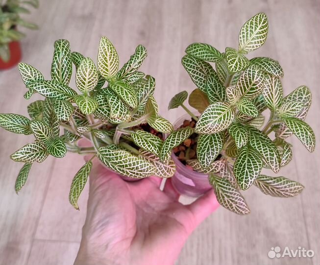 Комнатные цветы.Фиттония