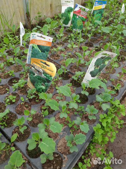 Рассада капусты