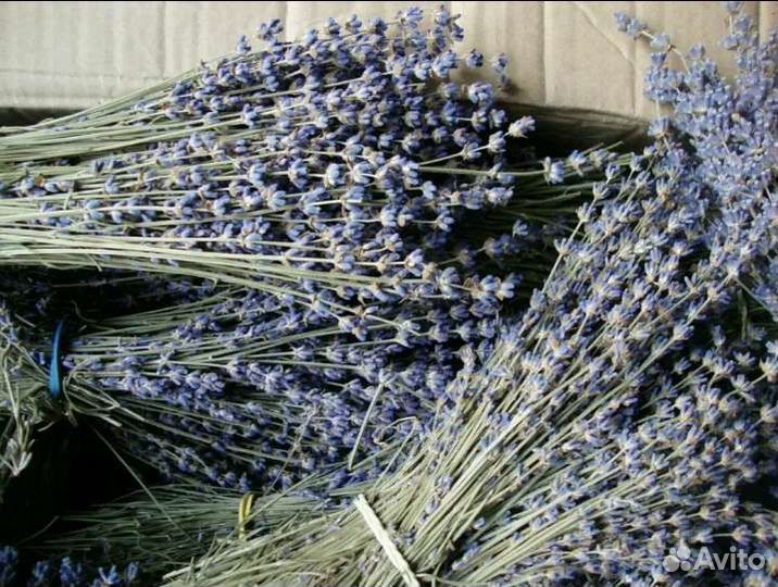 Лаванда сухоцвет