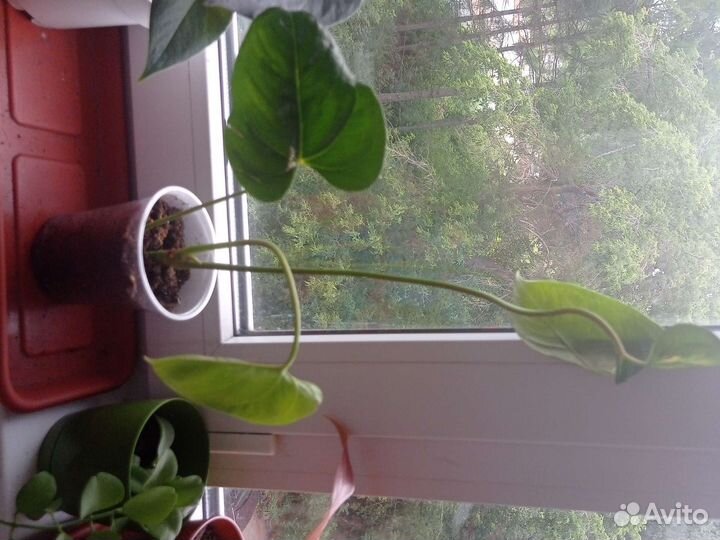 Антуриум Фламинго оранж