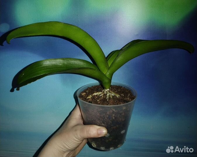 Орхидея фаленопсис