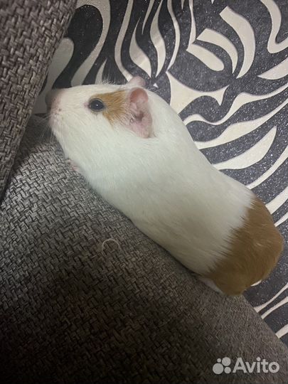 Морская свинка