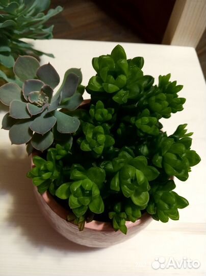 Суккуленты набор