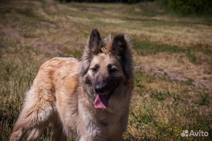 Никто не обращает внимания на собаку