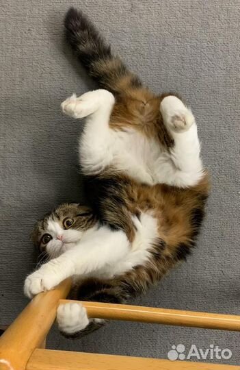 Передержка кошек