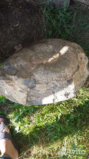 Окаменелости аммониты