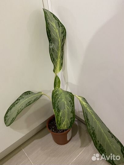 Хлорофитум Оранж. Кристаллинум. Аглаонемы