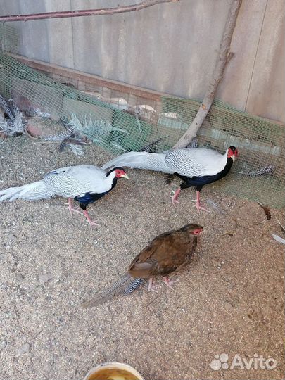 Серебряный фазан