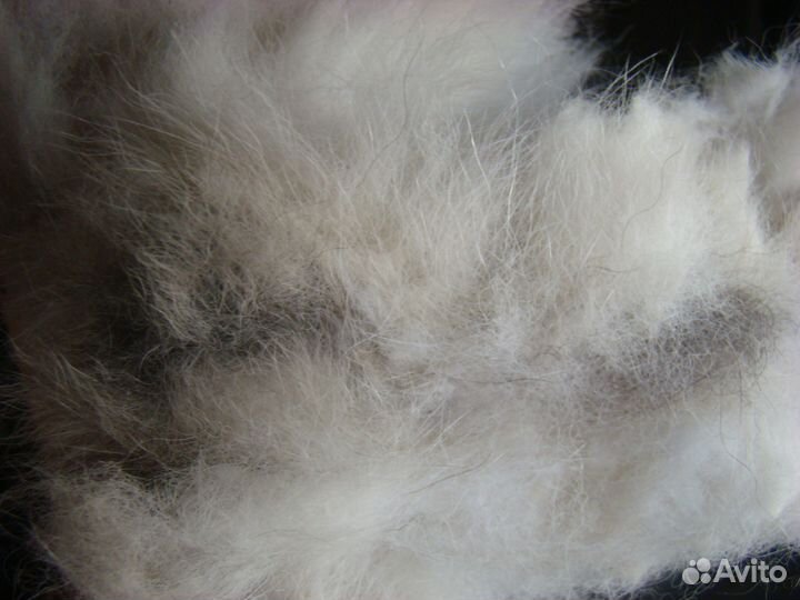 Шерсть собачья