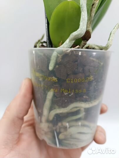 Орхидея Фаленопсис Мелисса Melissa