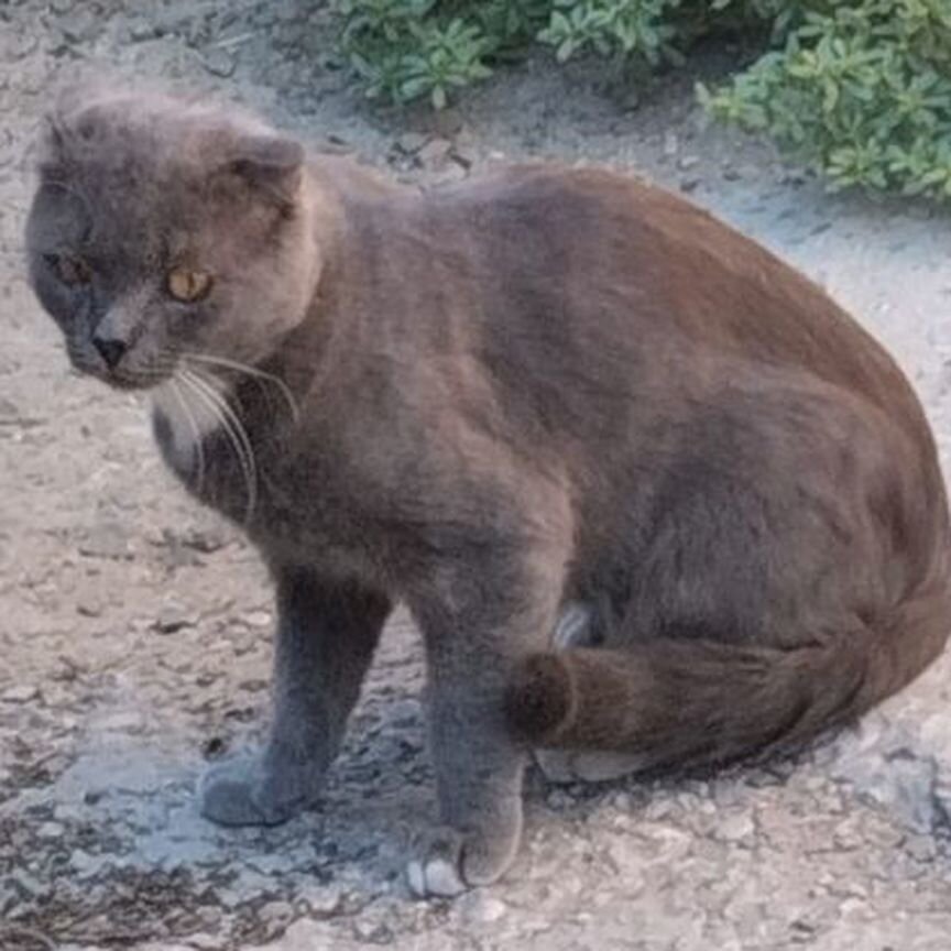 Котенок вислоухий отдам в добрые руки