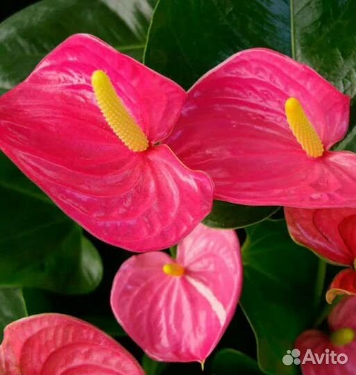 Антуриум Калифорния