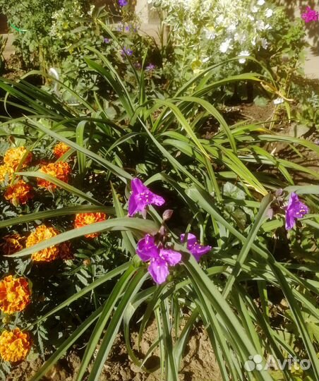 Традесканция садовая