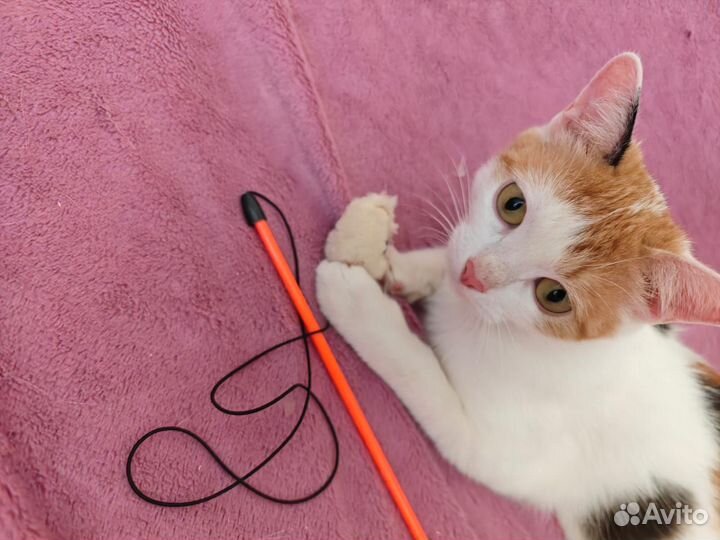 Котёнок в добрые руки
