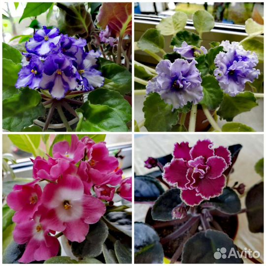 Фиалка сортовая