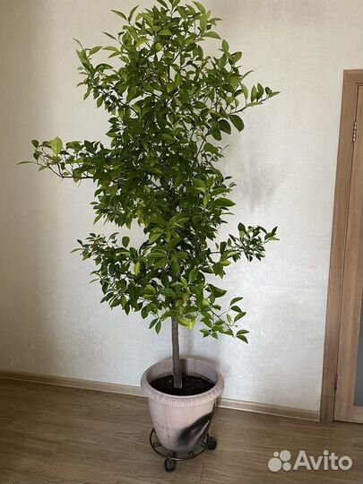 Лимонное дерево