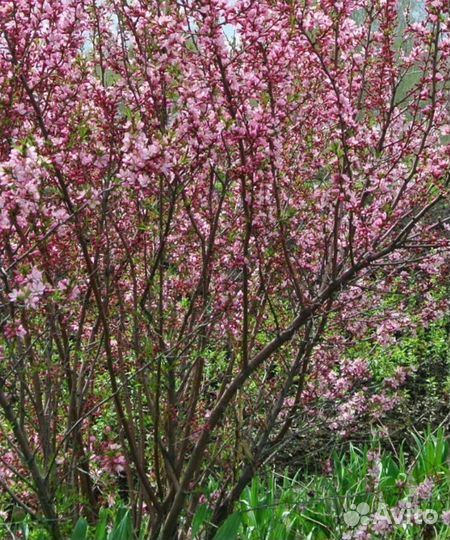 Миндальный куст. Цветущий кустарник. Кустарник