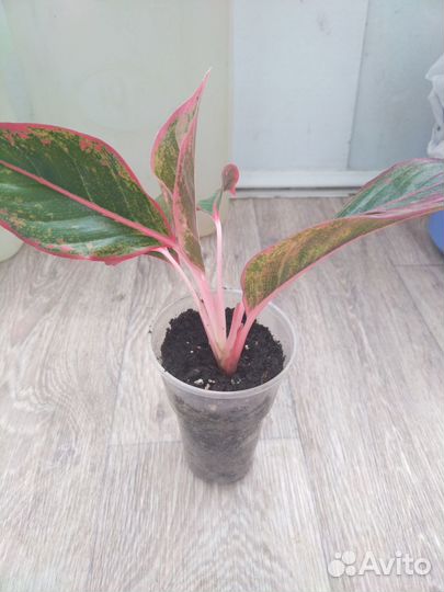 Продам цветы комнатные