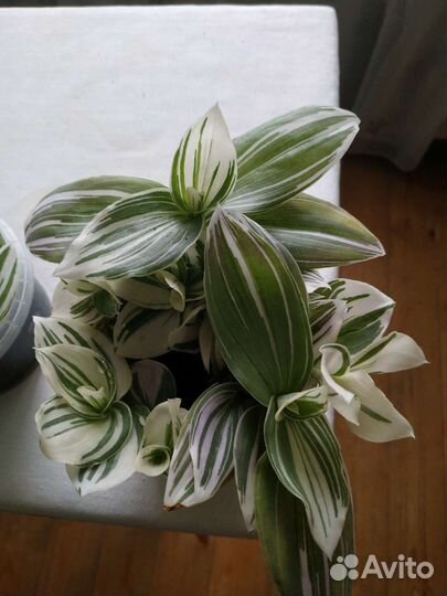 Традесканция