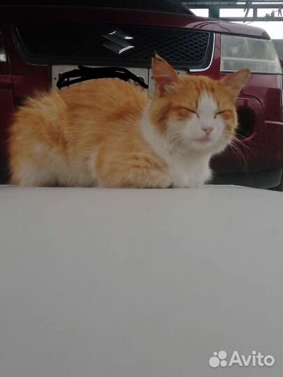 Кот в добрые руки