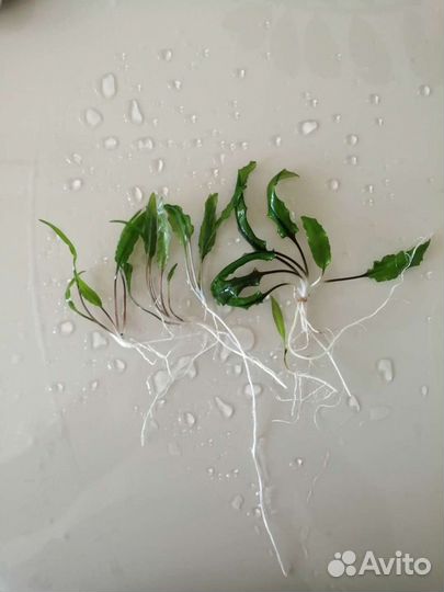 Растения для аквариума