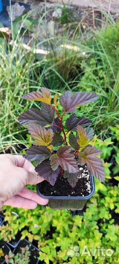 Пузыреплодник Andre