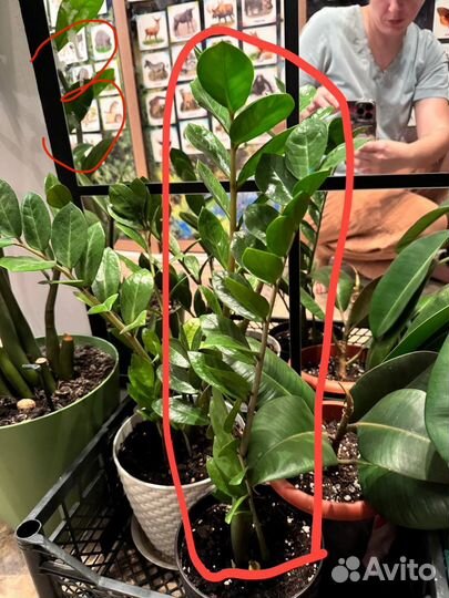 Замиокулькас