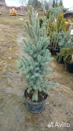 Ель колючая Изели Фастигиате