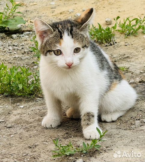 Котенок, Трехцветная девочка, кошка даром