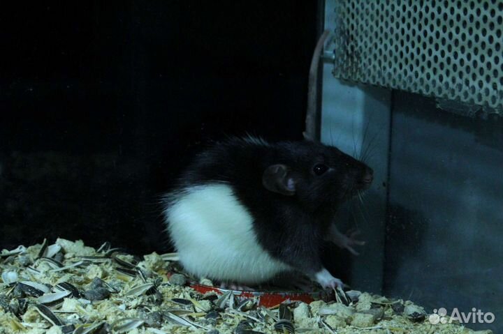 Крысы декоративные