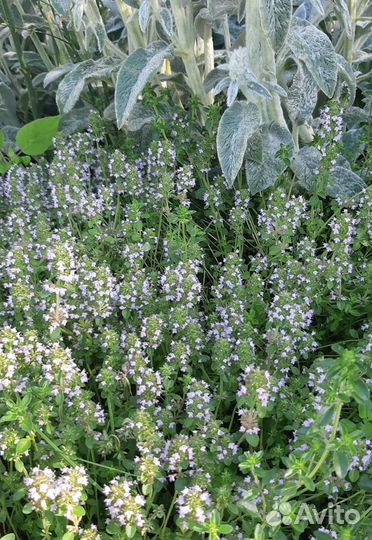 Тимьян ползучий