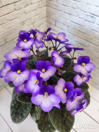 Фиалка оптимара