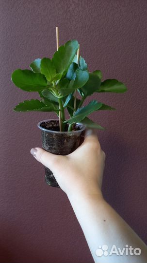 Каланхоэ цветущий оранжевый