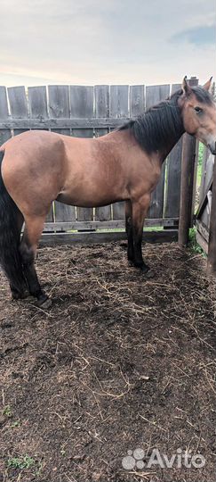 Продам лошадь