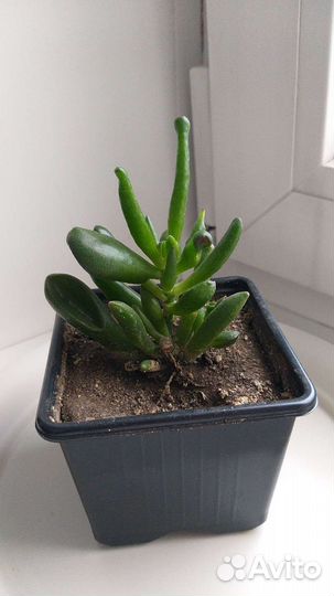 Толстянка Крассула хоббит