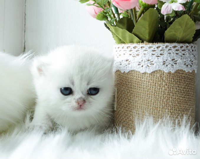 Британская серебристая шиншилла