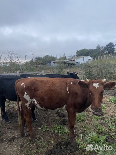 Айширские телки полуторагодовалые