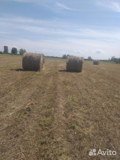 Сено в тюках