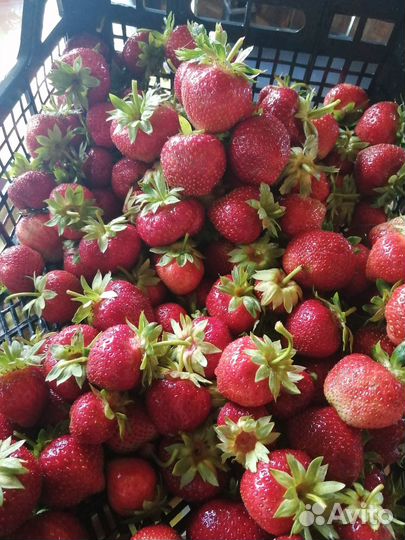 Саженцы клубники