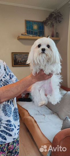 Болонка, микро собачка 1,5года